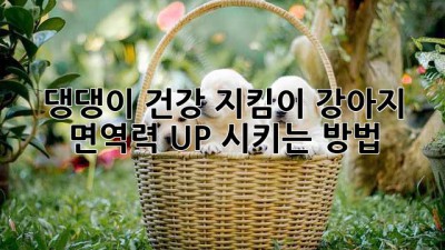 댕댕이 건강 지킴이! 강아지 면역력 UP 시키는 방법